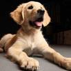 secret_lives_of_dogs