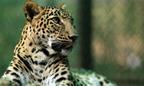 Leopards: 21st Century Cats