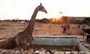 wild_at_heart_giraffe