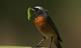 The Secret Life of Birds