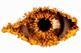 Celebrity Big Brother